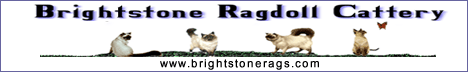 Feel Free To Add Our Banner On Your Site!  Brightstone Ragdoll Cattery!
